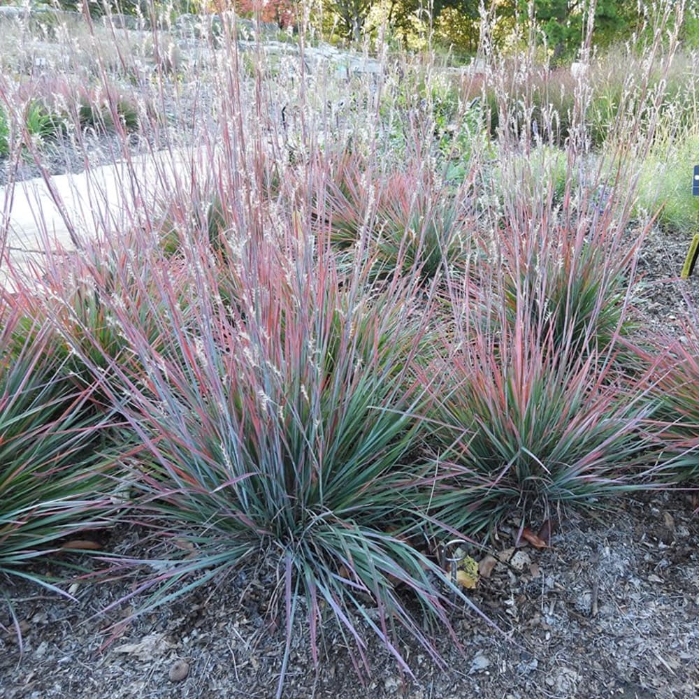 'Standing Ovation' Little Bluestem