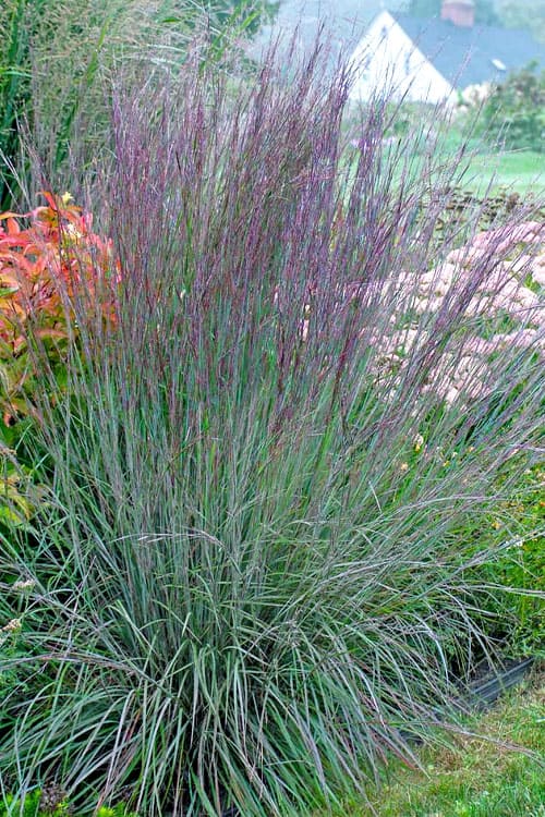 'The Blues' Little Bluestem