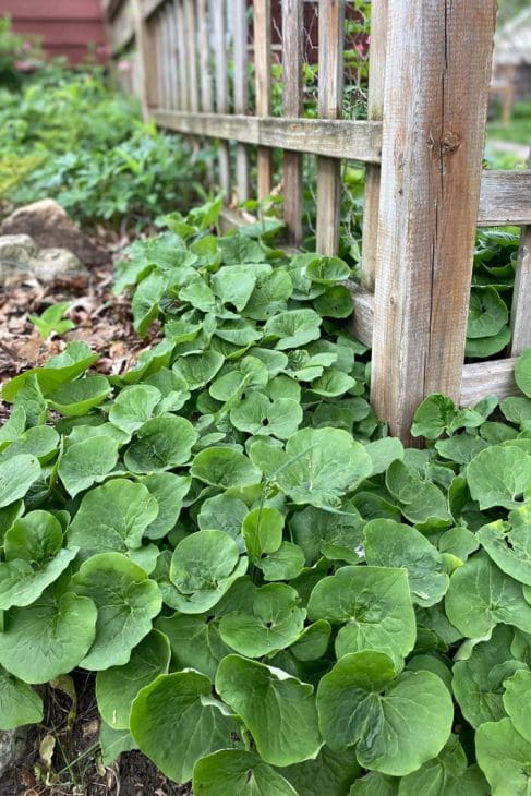 Wild Ginger (Asarum)