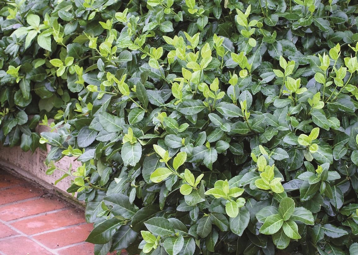 Wintercreeper (Euonymus fortunei)