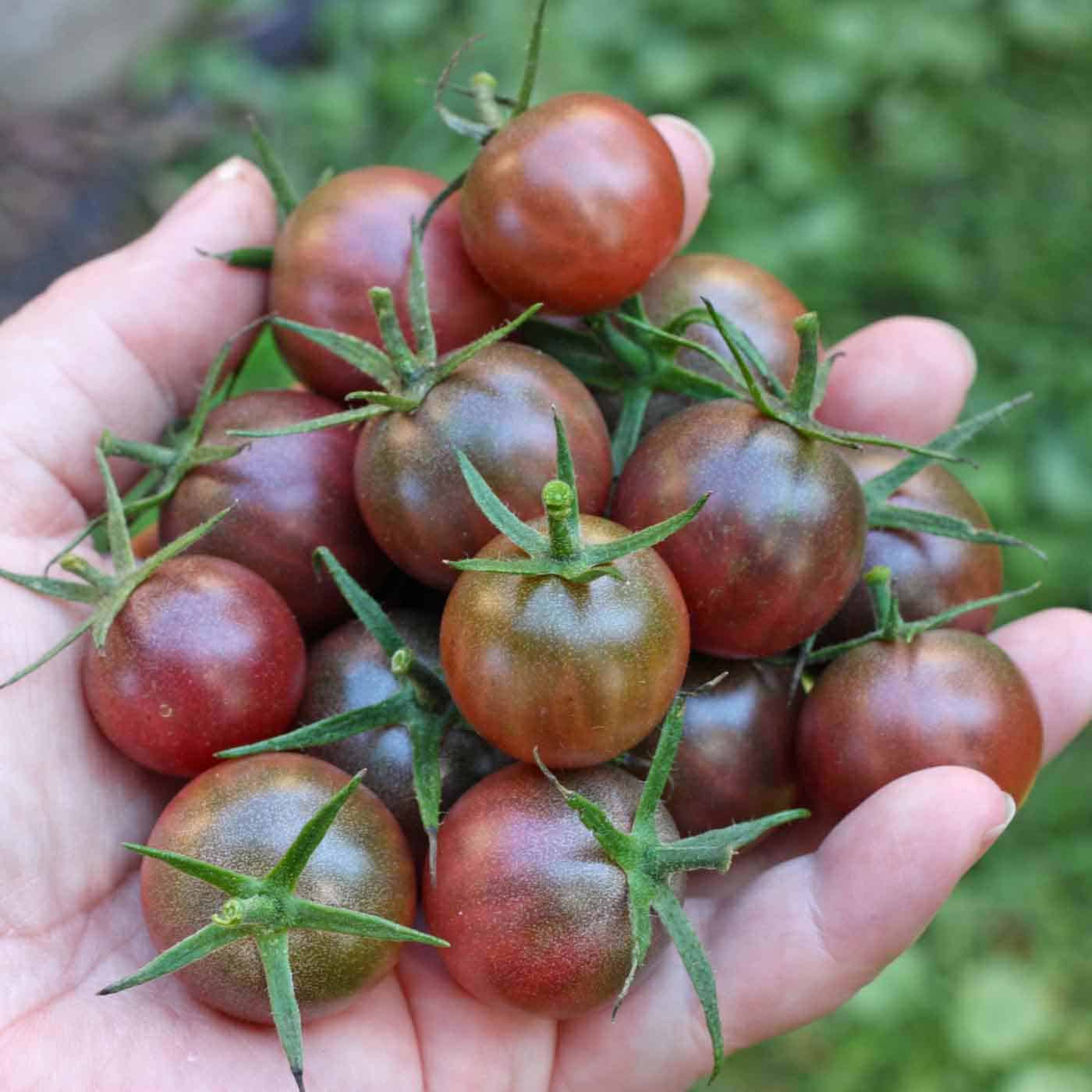 Black Cherry Tomatoes