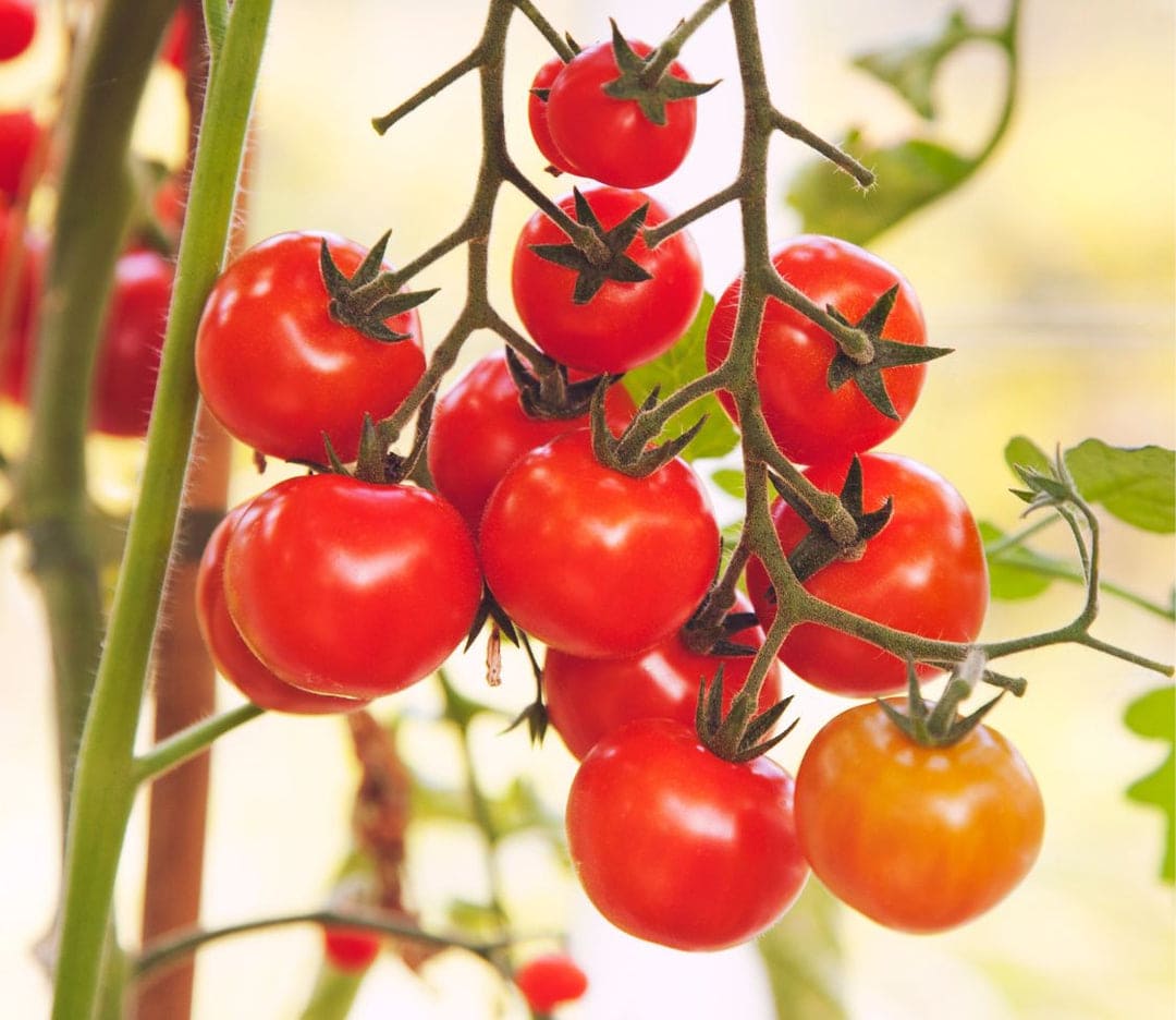Peacevine Cherry Tomatoes