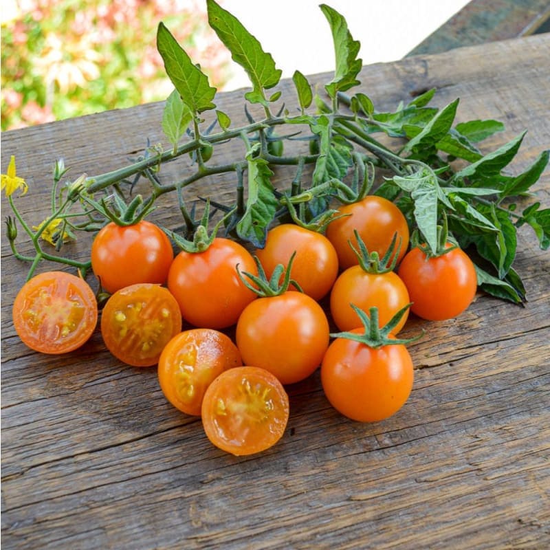 Sungold (F1 Hybrid) tommatoes