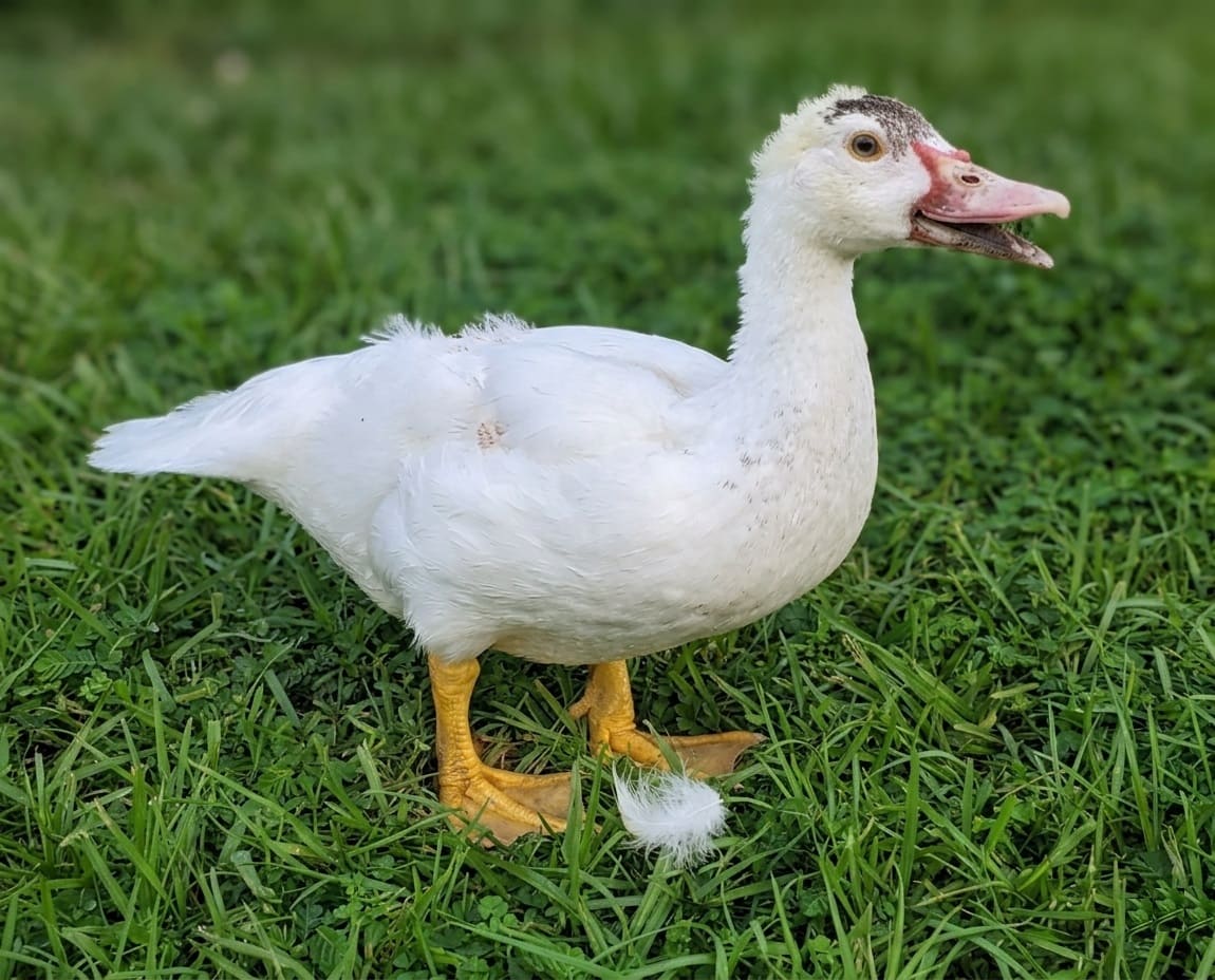 Very Young Muscovy Duck