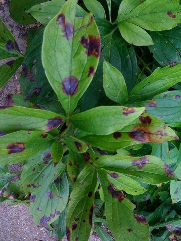Botrytis blight on peony foliage