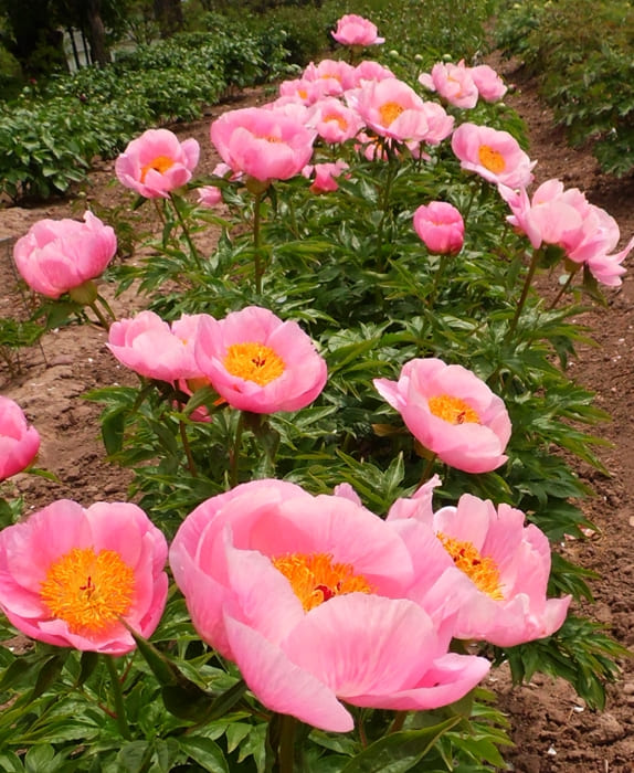 Herbaceous Hybrid Roselette