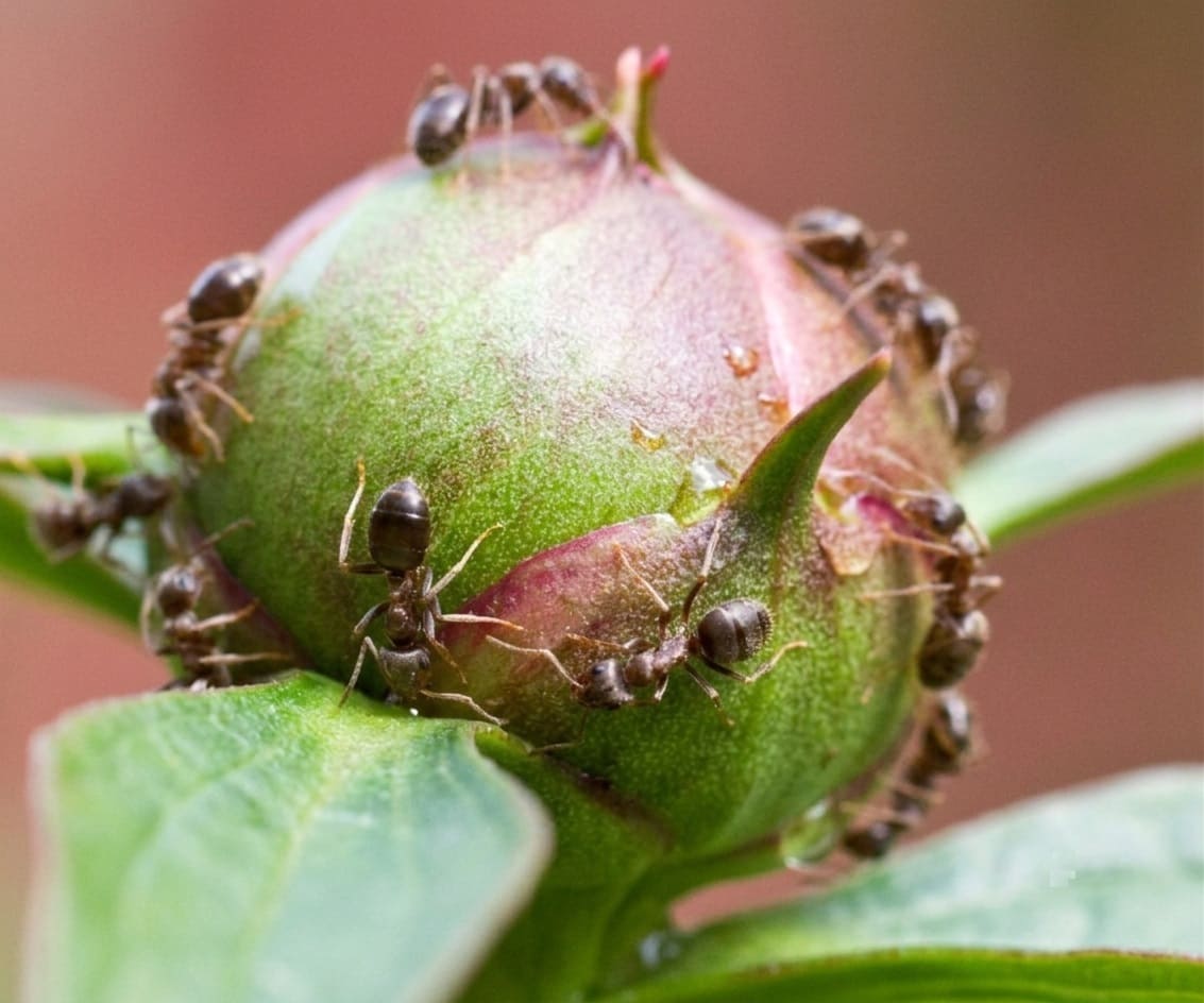 ants on a peony