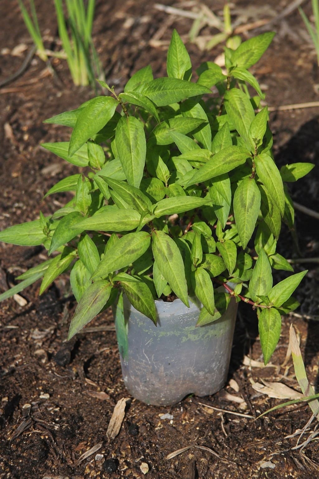 Growing Vietnamese Coriander in a pot