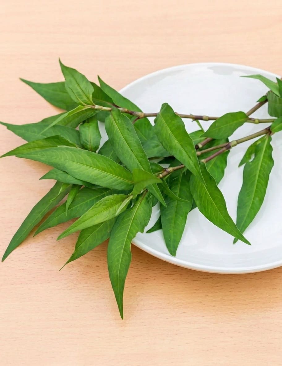 Harvesting Vietnamese Coriander