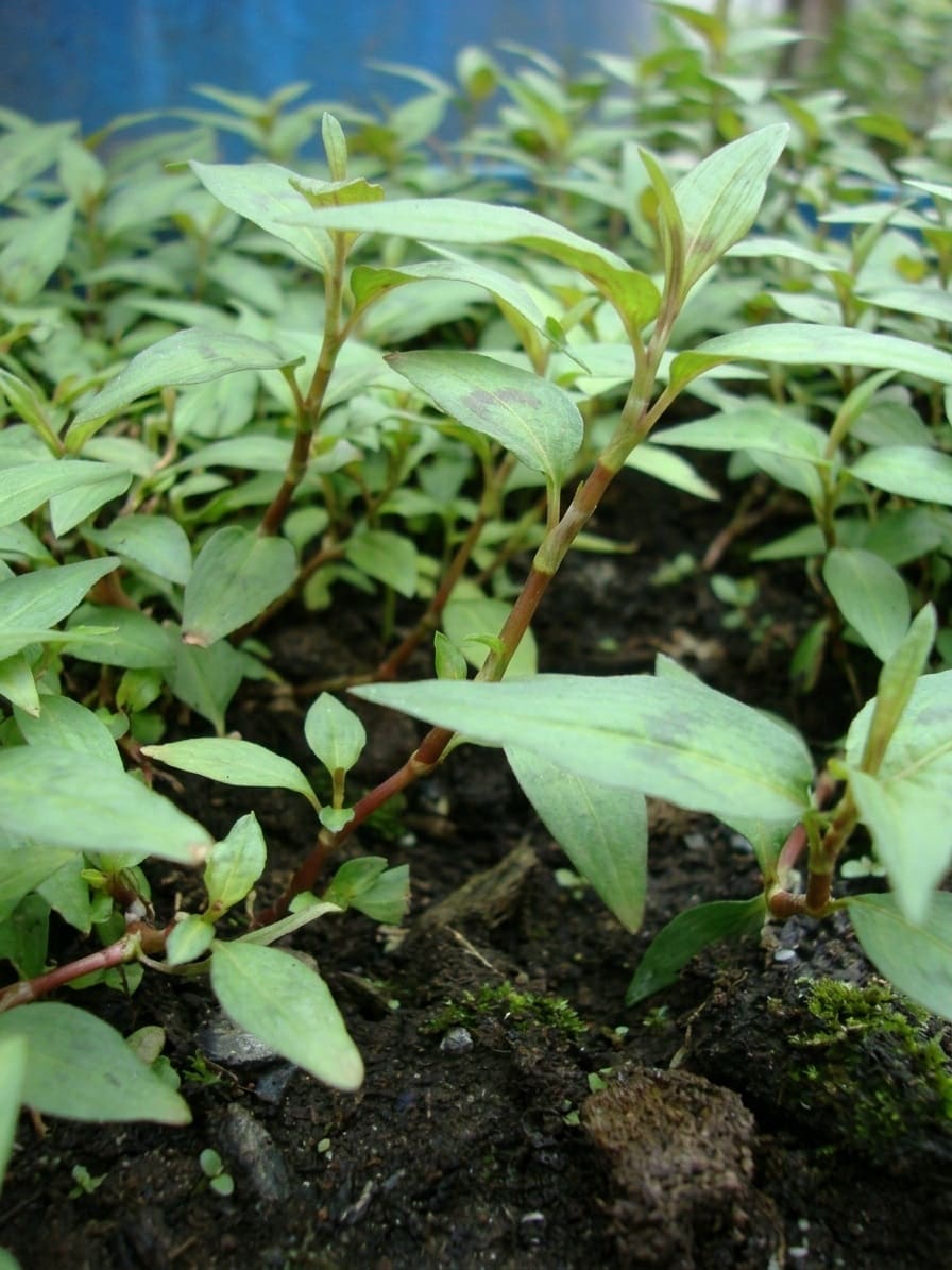 Persicaria odorata