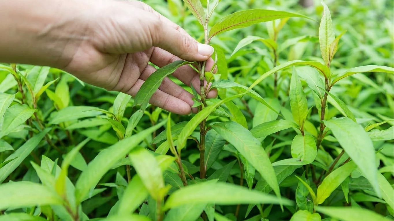 Pinching Vietnamese Coriander