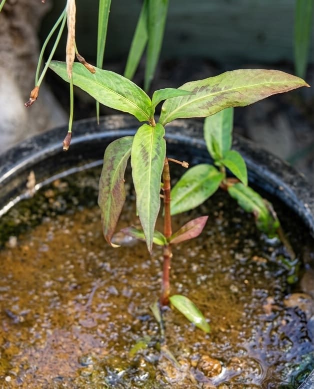 The Vietnamese coriander plant in a pot of moist soil