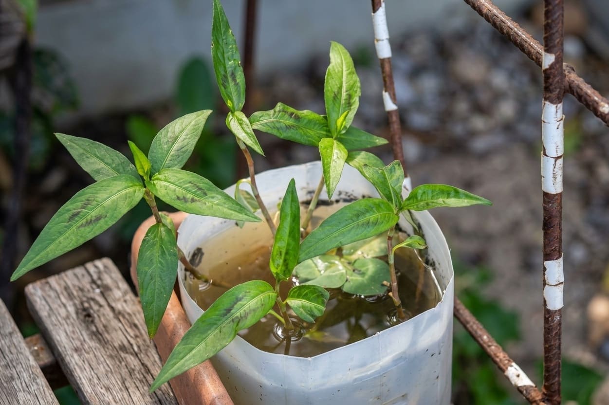 Vietnamese Coriander growing in soil and water in a milk bottle