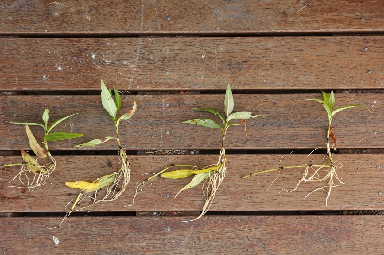Vietnamese Coriander rooted cuttings
