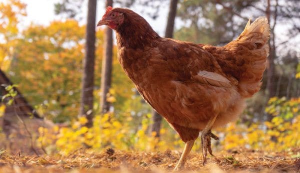 A Guide to Preventing and Treating Common Chicken Illnesses