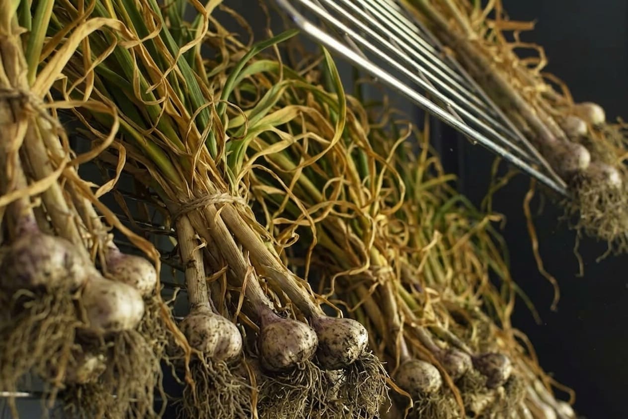 Curing Garlic with Rack method