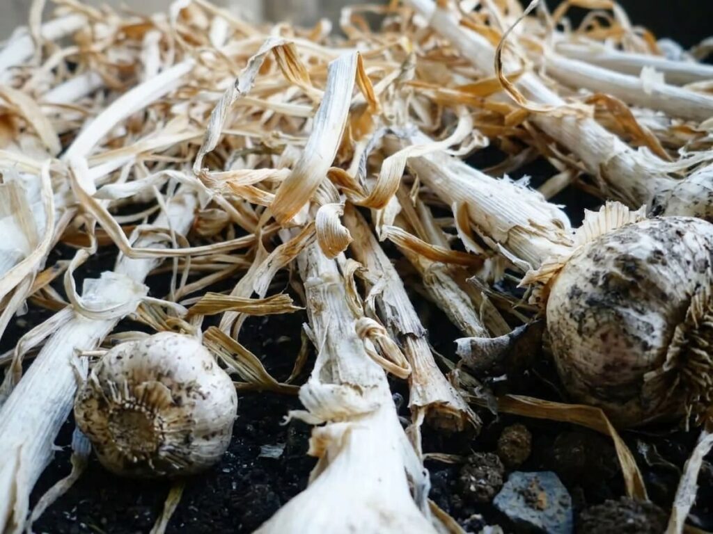 Drooping Garlic When & How to Harvest Garlic (Without Ruining Your Bulbs)