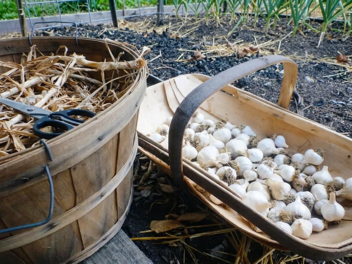 Cutting garlic stems