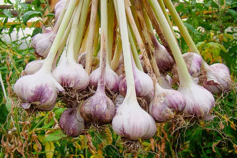 Easy Garlic Gardening