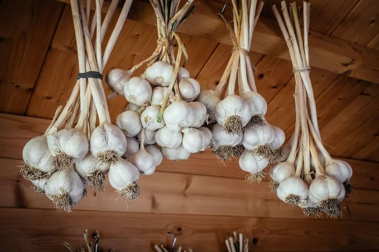 Hanging garlic