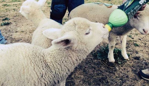Managing an Orphaned or Rejected Lamb