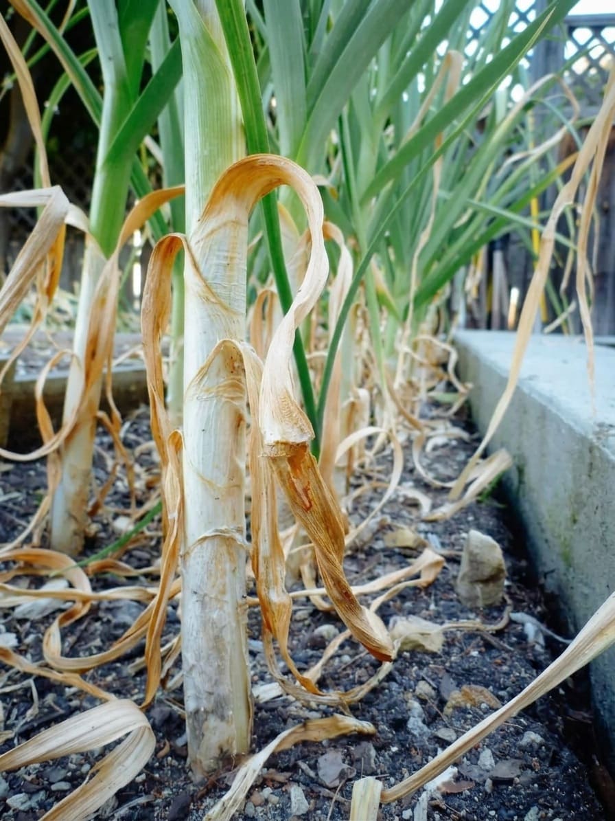 When to Harvest Garlic