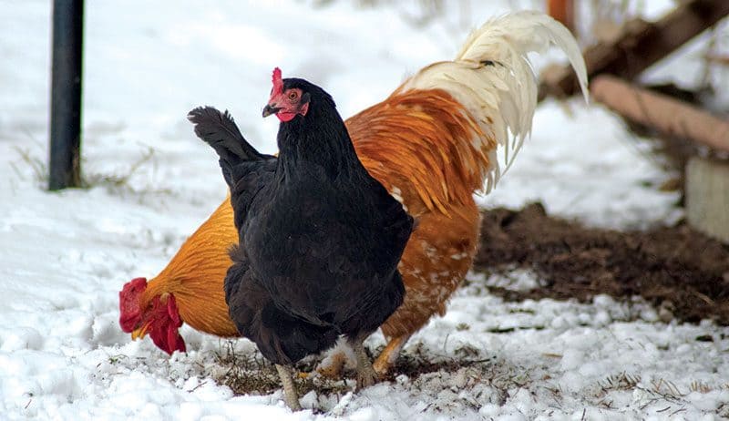 Winter Care for Chickens