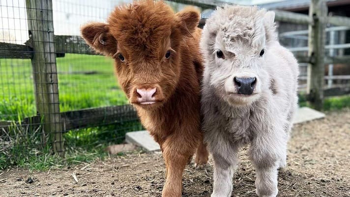 A Guide to Miniature Cows