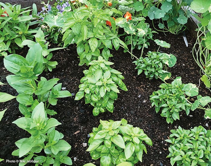 Best Types of Basil to Grow