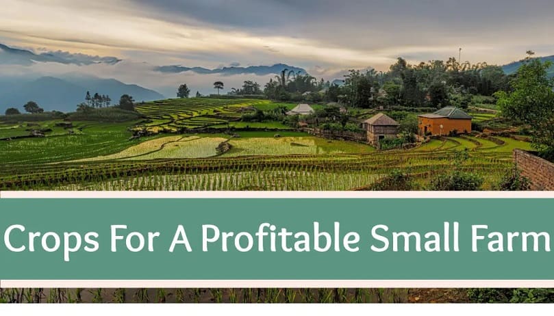 Crops for profitable small farms