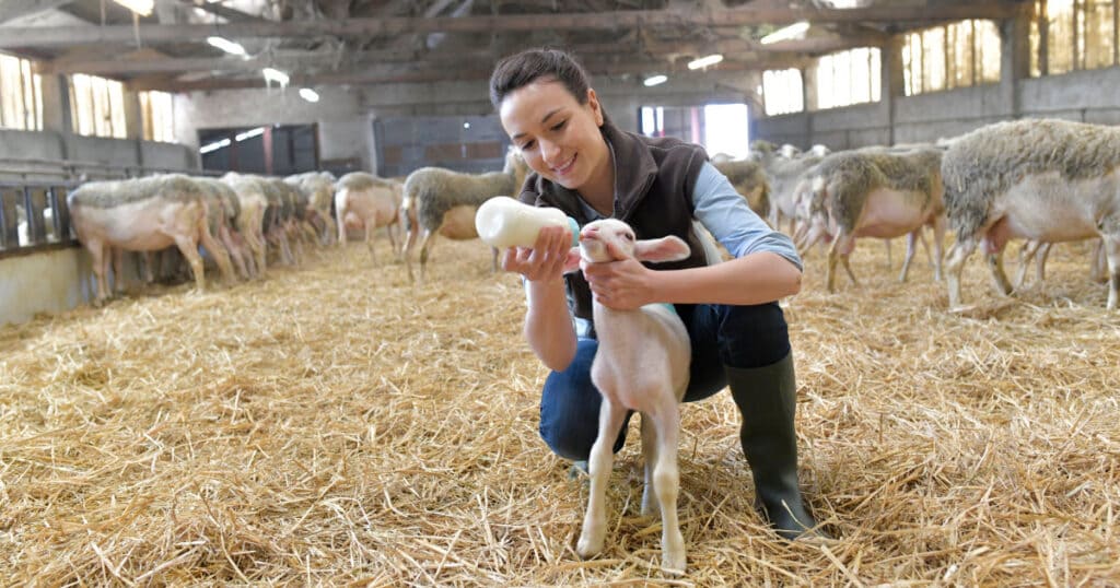 How to Bottle Feed a Lamb