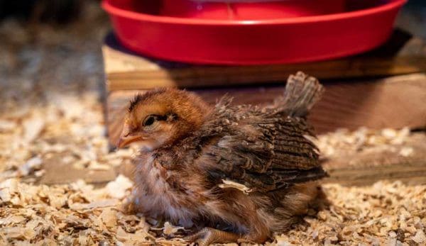Why Newborn Chicks Die and What You Can Do to Prevent It