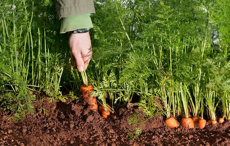 Grow Carrots