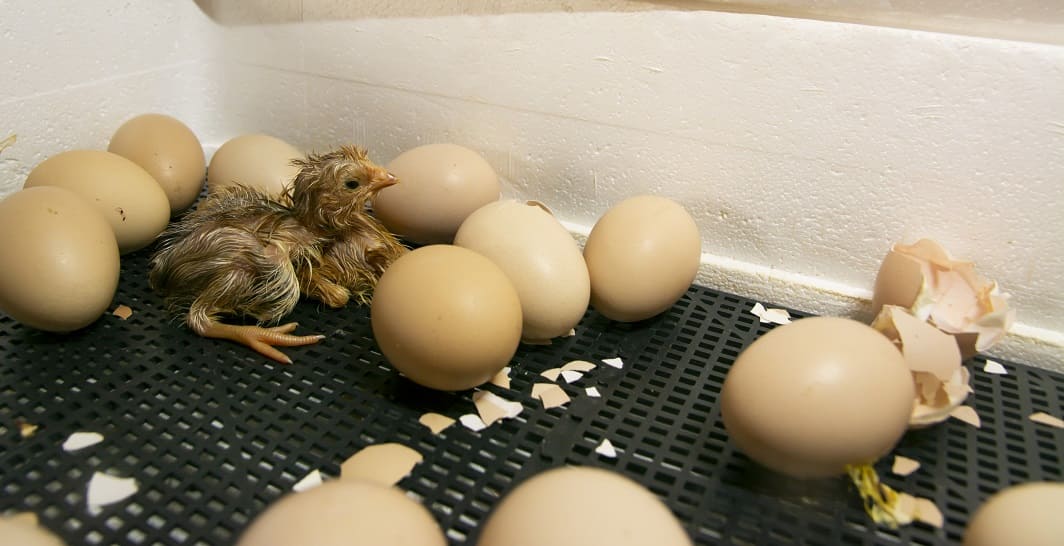 Incubating Chicken Eggs