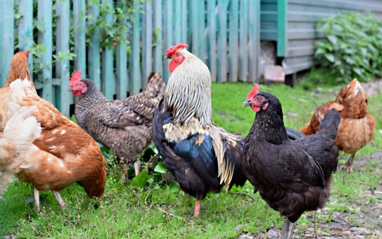 Raising Poultry Flock