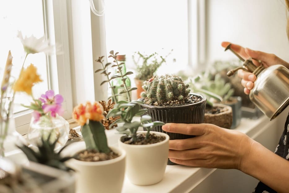Easy Cacti Species for Beginners
