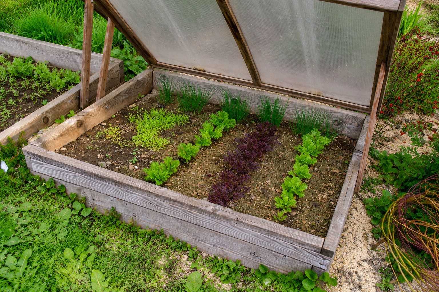 What to Grow in Cold Frame