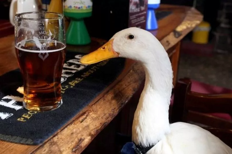 Britain's Legendary Pub-Going Duck