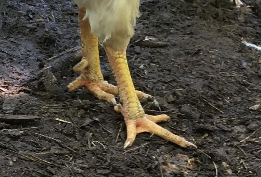 Chicken Foot Injuries