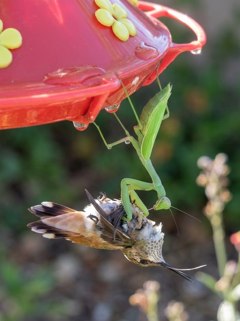 Chinese mantis hunting hummingbirds at feeders