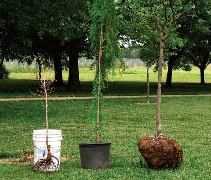 Delayed Planting Tips for Thriving Potted Trees and Plants