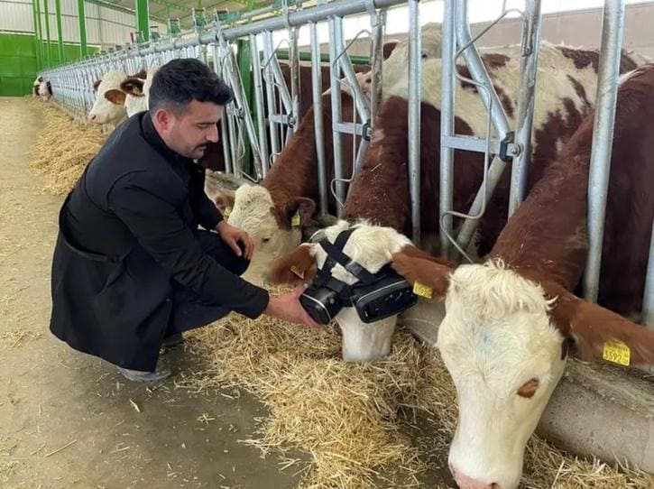 Enhancing Cow Milk Production through VR Headsets