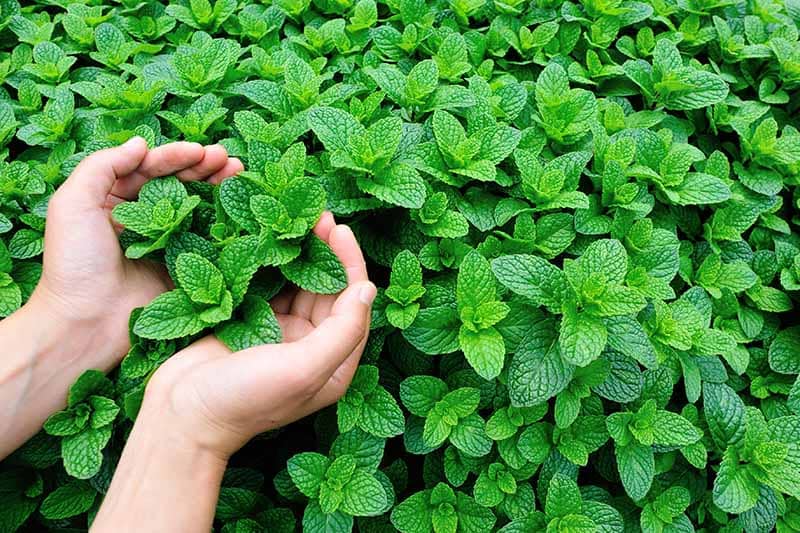 Guide to Growing and Cultivating Mint