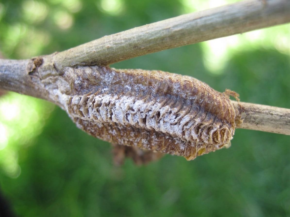 How To Place Praying Mantis Egg Cases