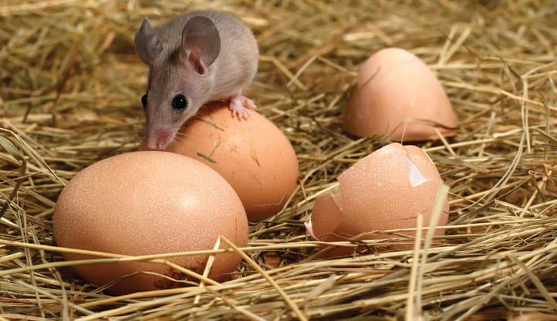 Keep Rodents Away from Your Coop