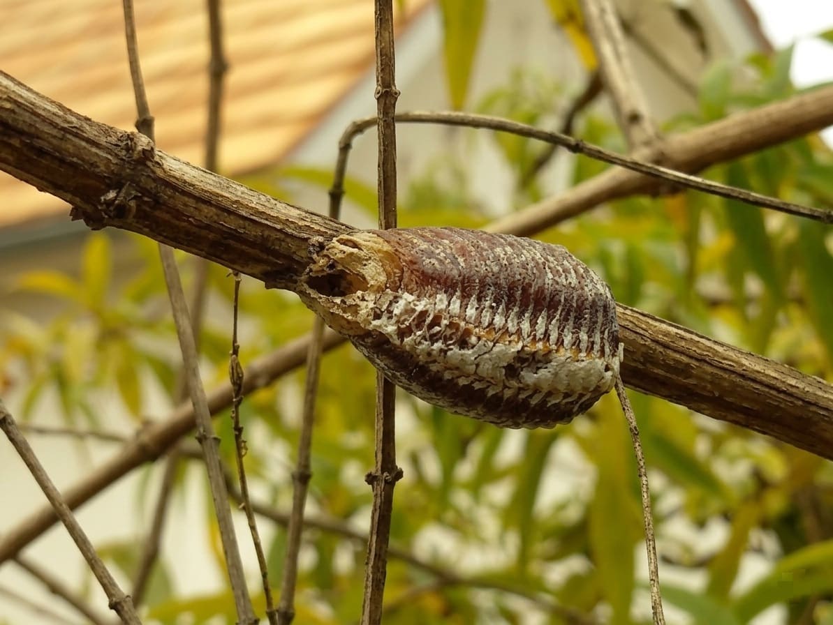 The Carolina mantis ootheca