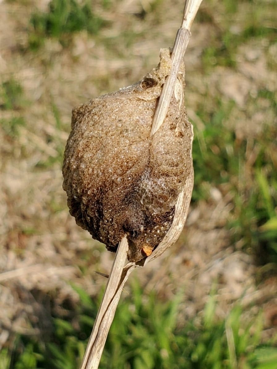 The Chinese mantis ootheca