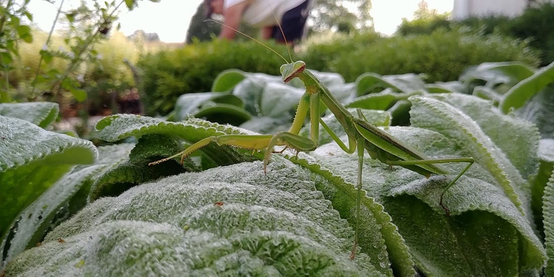 Unleashing the Power of Praying Mantises For Garden