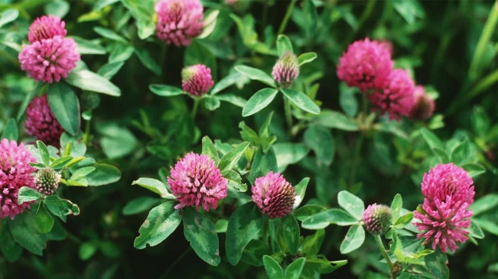 Unlocking the Power of Red Clover
