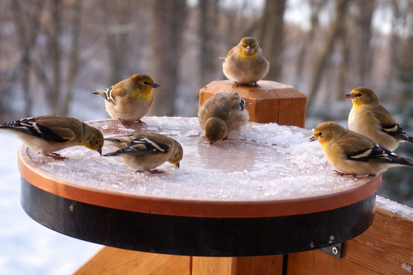heated birdbath